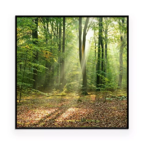 Poster Morgendlicher Laubwald im sanften Tageslicht