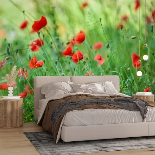 Fototapete Feldmohn im Sommer