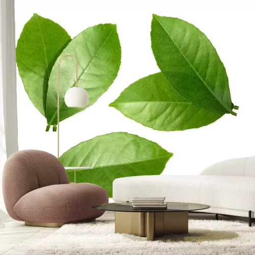 Sticker Zitrone Blatt isoliert auf weißem Hintergrund