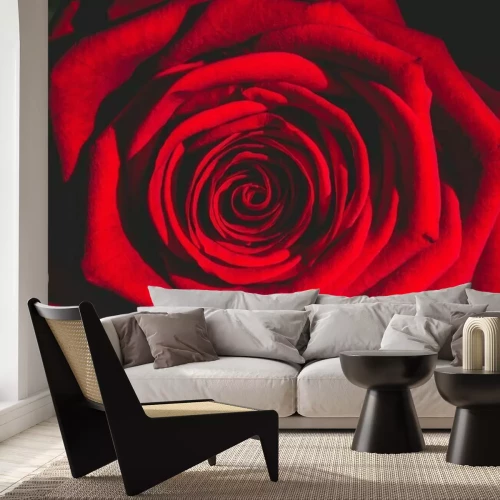 Fototapete Eine rote Rose im Dunkeln