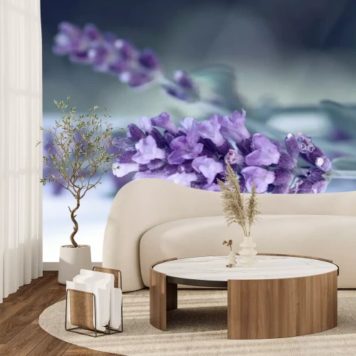 Fototapete Nahaufnahme von Lavendel