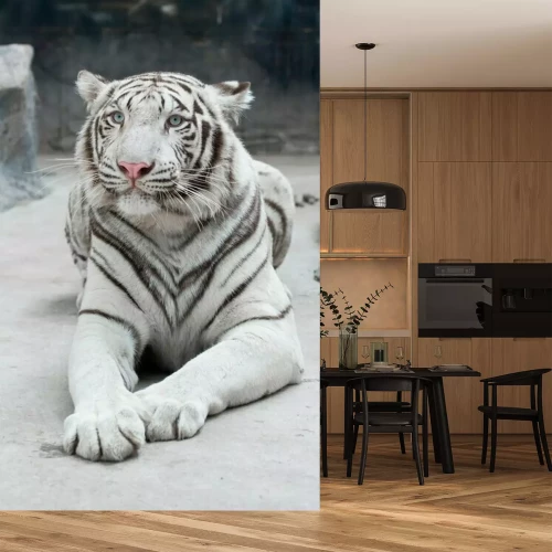 Fototapete Weißer liegender bengalischer tiger