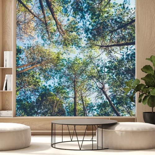 Fototapete Grüne Baumkronen von unten