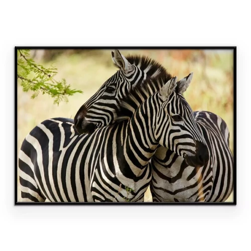 Poster Zebras lehnen sich aneinander