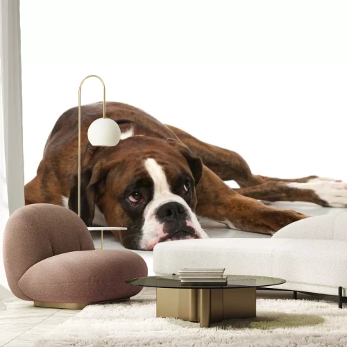 Sticker Hundepfoten verstreut rund herum ruhender Boxer