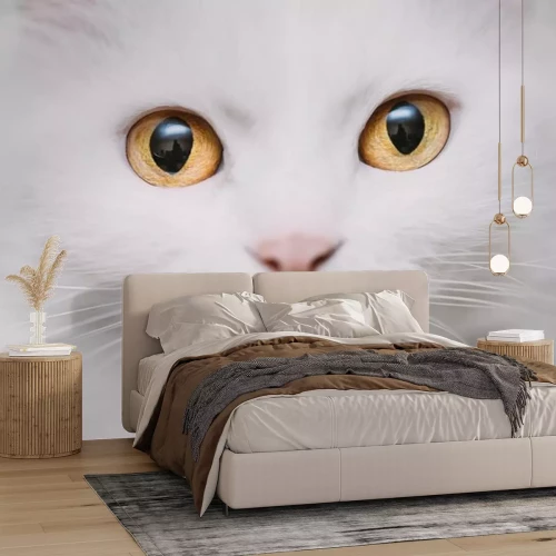 Sticker Katzen Nahaufnahme auf die Schnauze einer Katze mit goldenen Augen