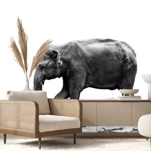 Sticker Schwarz-weiße Fotografie eines Elefanten