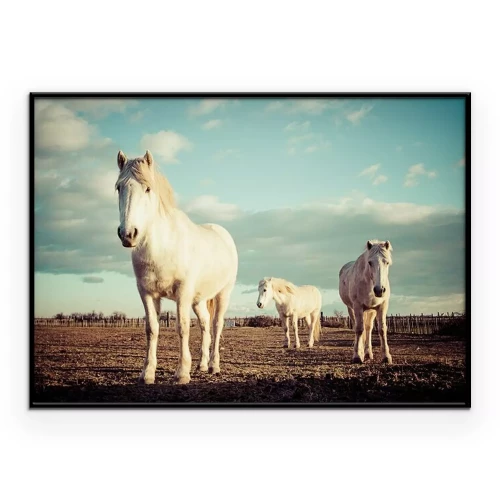 Poster Eine Pferdeherde auf einer Wiese bei Sonnenuntergang