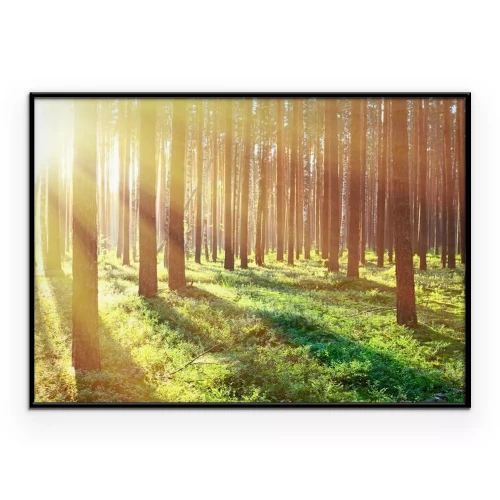 Poster Sonnenlichtstreifen fallen zwischen den Bäumen im Wald