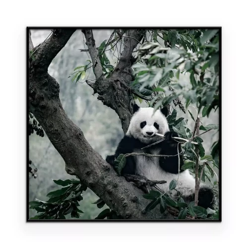 Poster Panda auf Baum