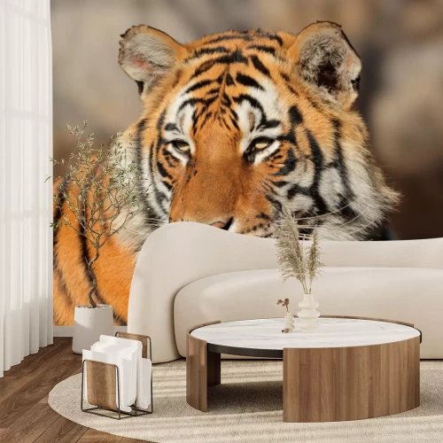 Sticker Tiger mit zusammengekniffenen Augen im Sonnenschein