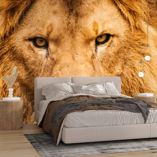 Sticker Löwe Safari bedrohlicher Blick