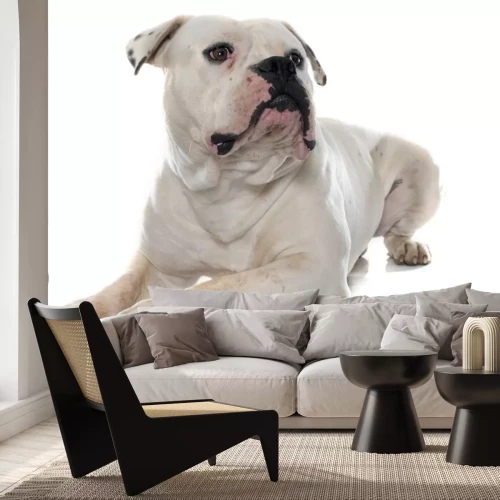 Sticker Hunde weiße Bulldogge mit schwarzen Flecken auf den Ohren