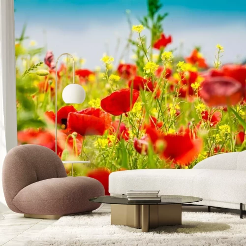 Fototapete Mohnblumen - Das Mohnfeld