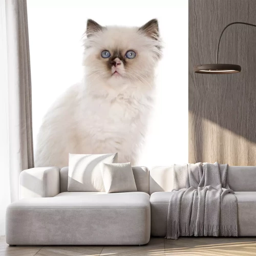 Sticker Katze mit dunklem Schwanz und dunklen Ohren