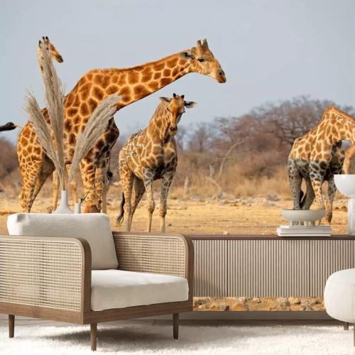 Sticker Giraffen an einer Wasserstelle