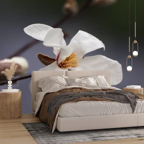 Sticker Magnolie in voller Blüte