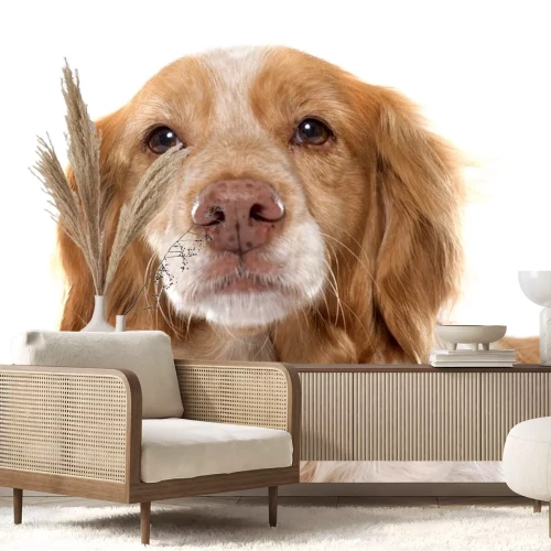 Sticker Hunde Porter Spaniel mit rosa gesprenkelter Nase