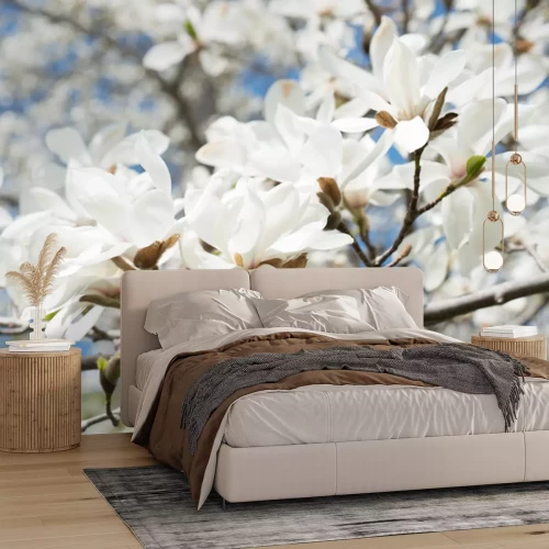 Sticker Weiße Magnolie in voller Blüte