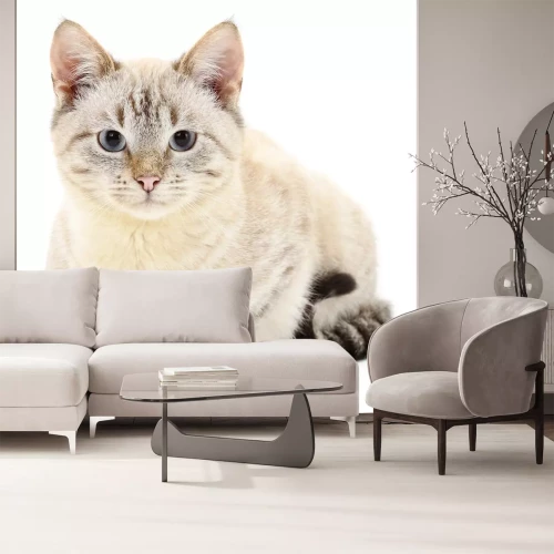 Sticker Katzen weiße Katze mit schwarzem Schwanz und grauen Pfoten