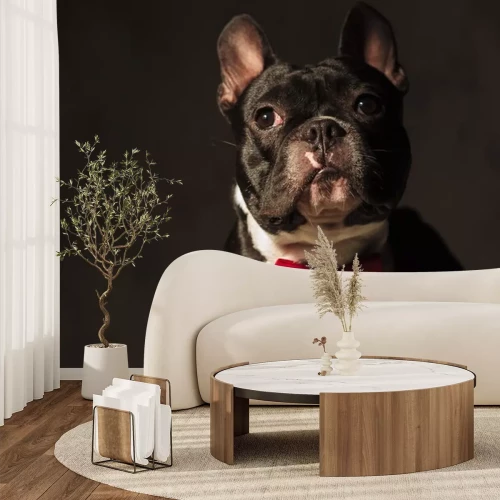 Sticker Bulldogge mit aufgerichteten Ohren in roter Fliege