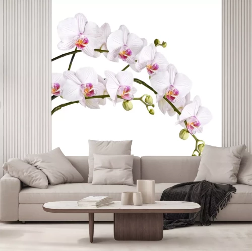 Sticker Orchidee mit Knospen auf weißem Hintergrund