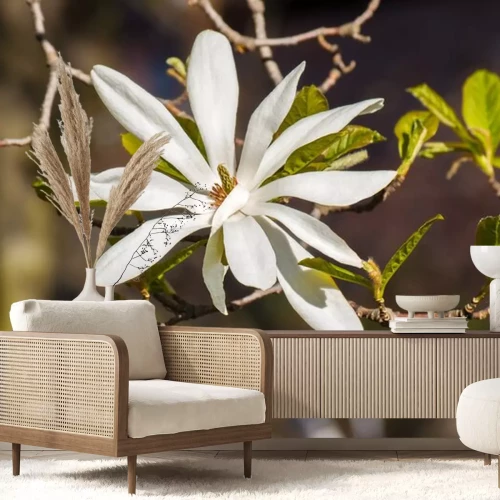 Sticker Weiß blühende Magnolie