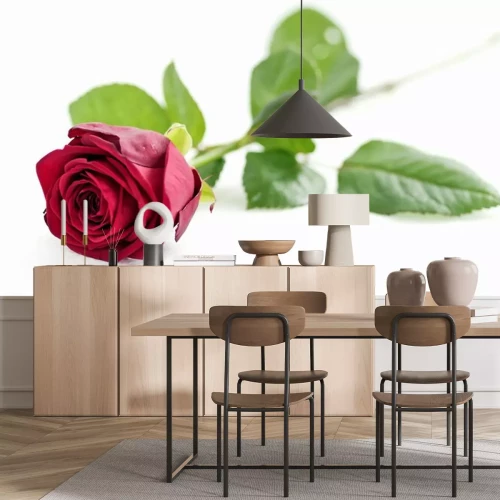 Sticker Elegante Rose auf weißem Hintergrund