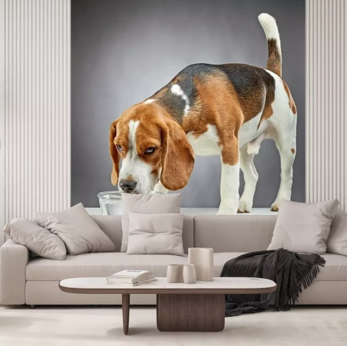 Sticker Hunde Beagle mit erhobenem Schwanz beim Wassertrinken