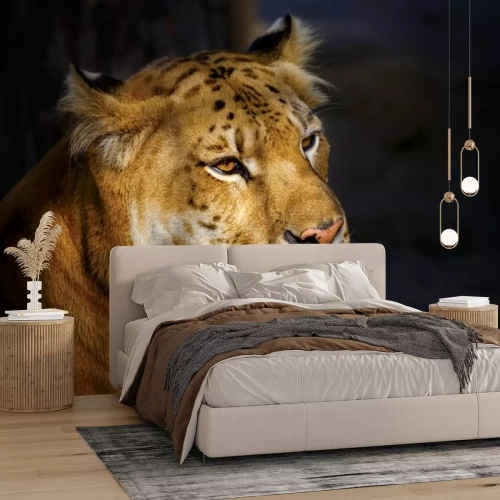 Sticker Tiger goldener gesprenkelter Tiger von der Sonne beleuchtet