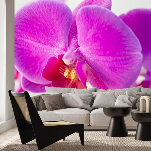 Sticker Nahaufnahme einer lila Orchidee