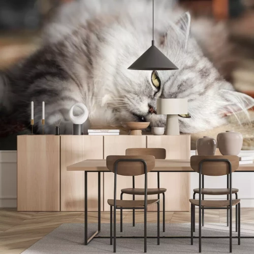 Sticker Katzen Perserkatze sonnt sich in der Sonne