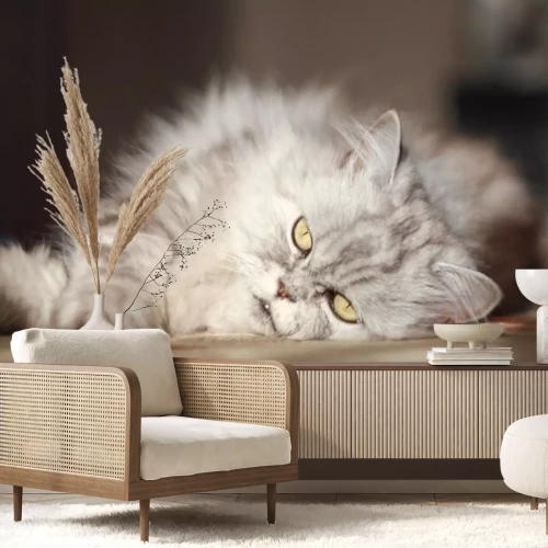 Sticker Rassekatzen Perserkatze auf dem Boden liegend