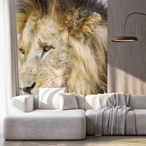 Sticker Savanne Löwe mit schwarzer Mähne und goldenen Augen