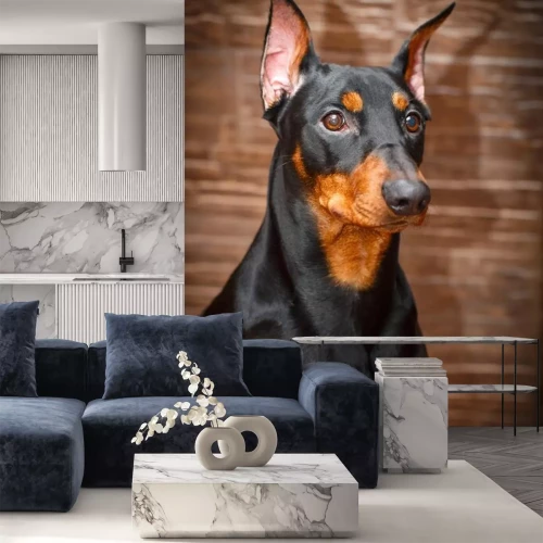 Sticker Hunde konzentrierter Pinscher mit braunen Augen