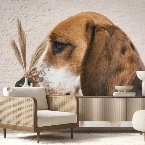 Sticker Hunde Porträt eines traurigen Beagles vor einer Wand