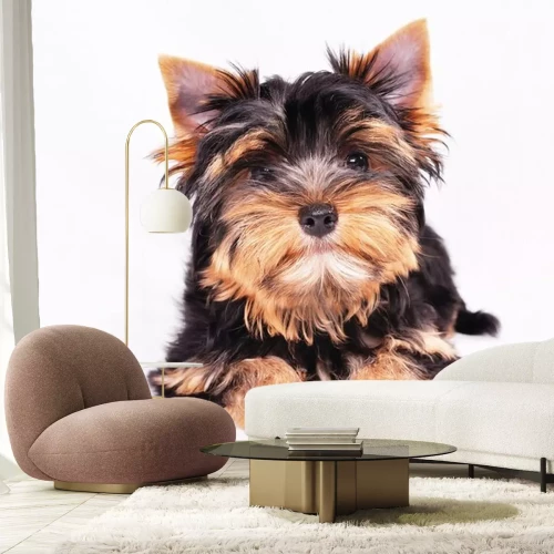 Sticker Hunde schwarz-beige Yorkshire Terrier mit aufgerichteten Ohren