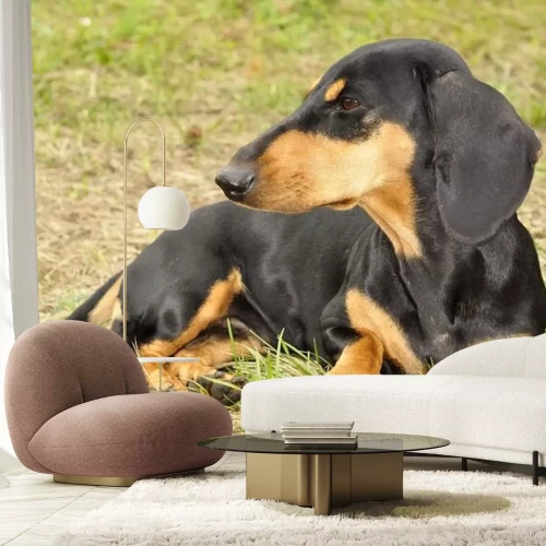 Sticker Hundepfoten im Gras Dackel auf Rasen