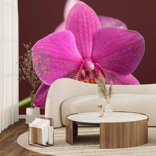 Sticker Nahaufnahme einer Orchidee