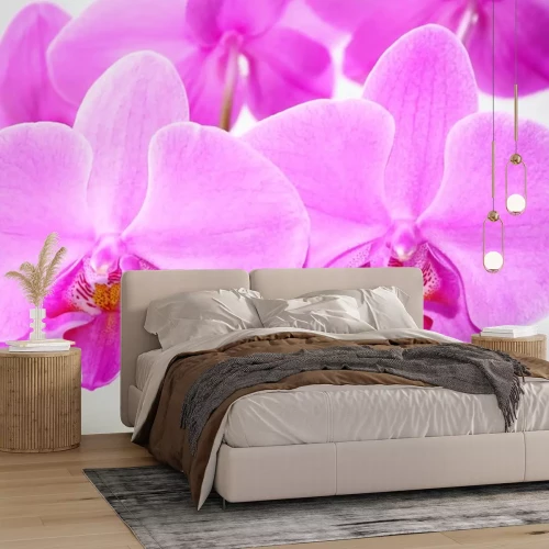 Sticker Orchidee in Rosa