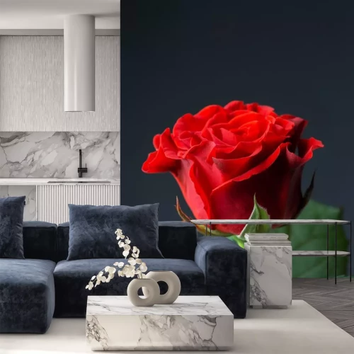 Sticker Rote Rose auf dunklem Hintergrund