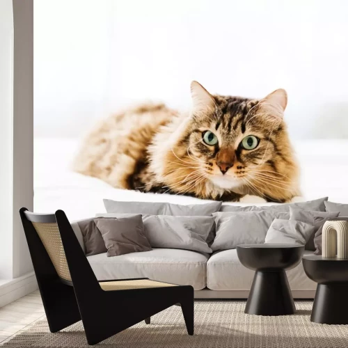 Sticker Katzen Hauskatze auf weißem Bett