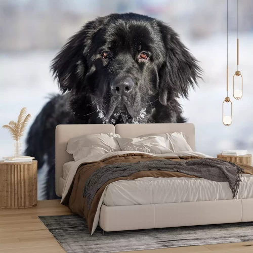 Sticker Hund Familienmitglied Silhouette Neufundländer auf Schnee