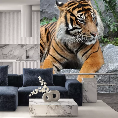 Sticker Tiger auf Steinen beim Ausruhen