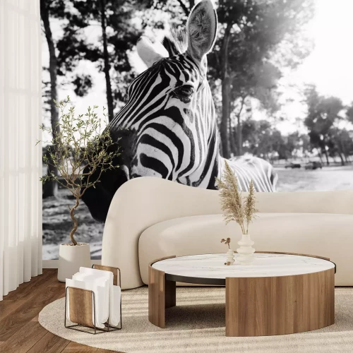 Sticker Zebra in Schwarz-Weiß-Fotografie