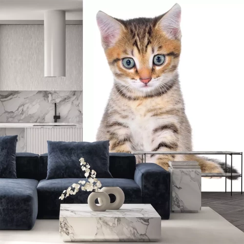 Sticker Katzen kleine Katze mit blauen Augen und rosa Nase