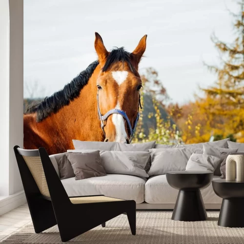 Sticker Pferdekopf mit einem weißen dreieckigen Fleck