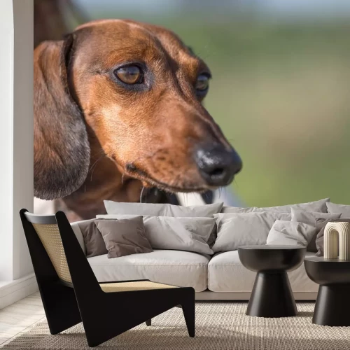 Sticker Hund Familienmitglied Foto von einer braunen Dackel-Schnauze