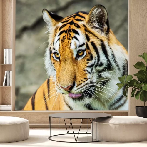 Sticker Tiger mit goldenen Augen Porträt