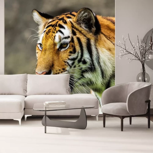 Sticker Tiger: Schnauze im Profil unscharfer Hintergrund